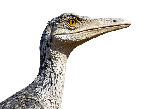 Detailed portrait of a Troodon dinosaur with piercing intelligence and intricate scales