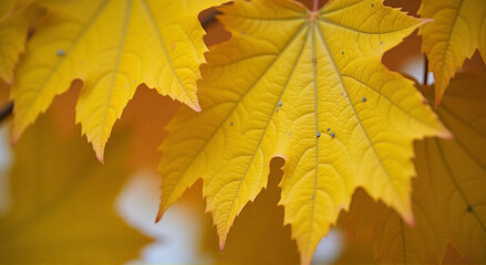 Fototapeta premium yellow maple leaves, leaf, autumn, maple, fall, isolated, nature, leaves, yellow, tree, red, season, orange, white, plant, color, green, foliage, brown, object, botany, bright, closeup, macro, october
