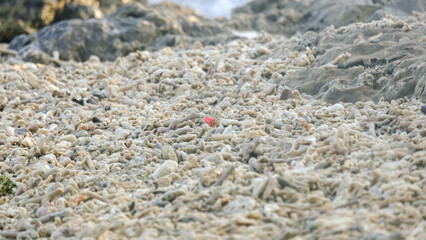 Hermit crab using bright red piece of plastic debris as shell as an alternative lightweight shell walking on beach covered in pieces of dead coral reef