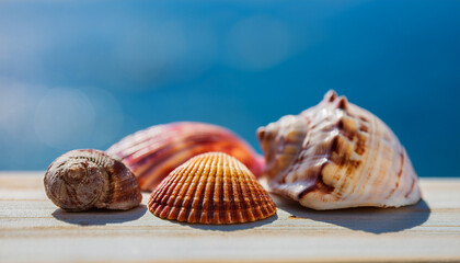Stunning sea shells on surface with blurred blue background. Beach vibes and summer travel.