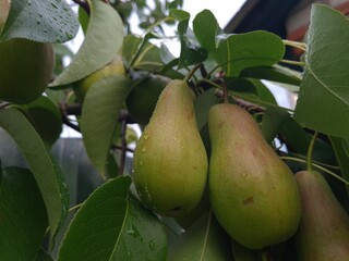 Fresh Pear on the Branch: A Perfect Harvest Momen
