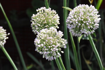 Ornamental Allium Blooming in a Summer Garden
