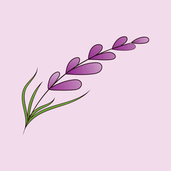 Spring Lavender Flower Illustration