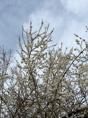 Blossoming tree branches against a clear blue sky. Concept of spring, renewal and nature