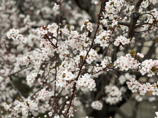 Delicate white blossoms on a tree branch in a spring green forest. Concept of renewal nature, spring season and natural harmony