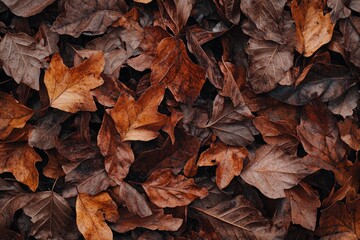 A close up image of dry fallen leaves on the ground