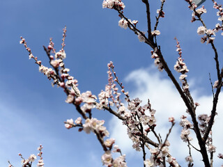 Spring blossoms on a tree branch under a clear sky. Concept of seasonal renewal, natural beauty and peaceful atmosphere