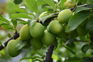 Green Plums Growing on the Branch: A Sign of Summer's Bounty
