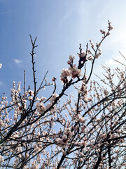 Blooming tree branches against a clear blue sky. Concept of seasonal transition, renewal nature and natural beauty