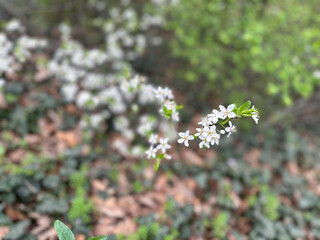 White blossoms covering tree branches in a spring season forest. Concept of renewal nature, growth and seasonal transformation