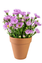Soft purple aster flowers in a plain terracotta pot against a white background, highlighting their natural beauty and simplicity.
