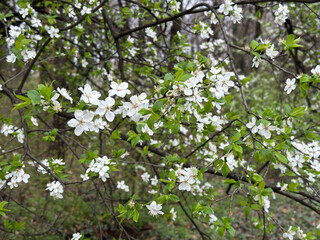 White blossoms covering tree branches in a spring season forest. Concept of renewal nature, growth and seasonal transformation