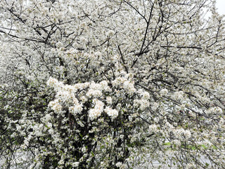 White blossoms covering tree branches in a spring season forest. Concept of renewal nature, growth and seasonal transformation