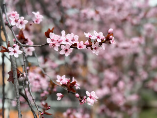 Cherry blossoms on thin branches with a soft background. Concept of spring, renewal nature and season