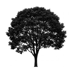black and white silhouette of a large tree with a single trunk on a white background