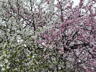 White and pink blossoms on intertwining tree branches. Concept of spring, harmony and nature renewal.