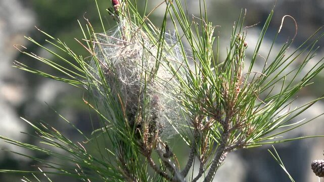 Fethiye, Turkey - 7th of May 2023: 4K Zoom in White cocoon of processionary caterpillar against mountains
