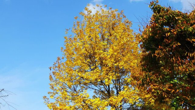 It is autumn, the sky is blue and the maple trees are turning yellow.하늘은 파랗고 물푸레나무가 노랗게 물드는 가을입니다.