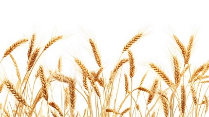 Wheat, on a white background