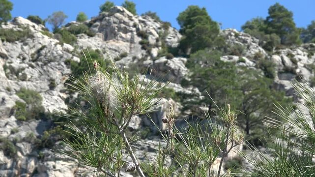 Fethiye, Turkey - 7th of May 2023: 4K White cocoon of processionary caterpillar against mountains
