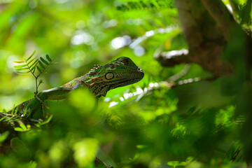 iguana, eidechse, green, reptil, tier, natur, wild lebende tiere, leguan, baum, tropisch, drache, ast, fauna, basilisk, amphibie, pflanze