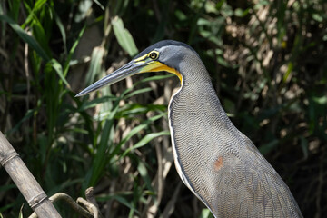 tiger heron, reiher, bird, natur, wasser, tier, grau, wild lebende tiere, blau, wild, schnabel