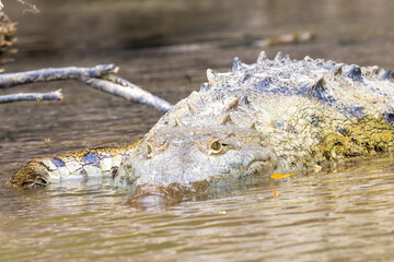 crocodile, wasser, wild lebende tiere, green, fluss, costa rica
