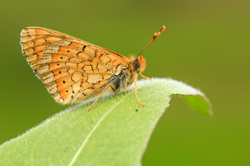 Macro footage of yellow butterfly collecting nectar from flowers with its long proboscis.