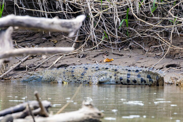 crocodile, wasser, wild lebende tiere, green, fluss, costa rica