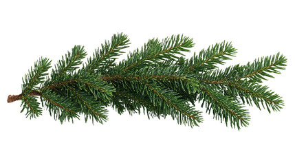 [Transparent Background PNG]Closeup of Christmas Fir Branch