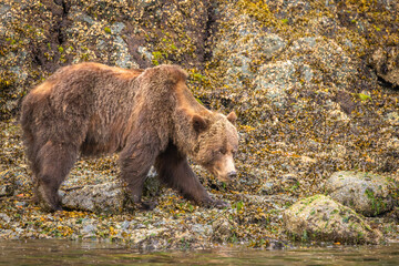 Grizzly Bear (Ursus arctos horribilis) at low tide, Knight Inlet, Vancouver Island, British...