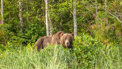Grizzly Bear (Ursus arctos horribilis), Knight Inlet, Vancouver Island, British Columbia, Canada.
