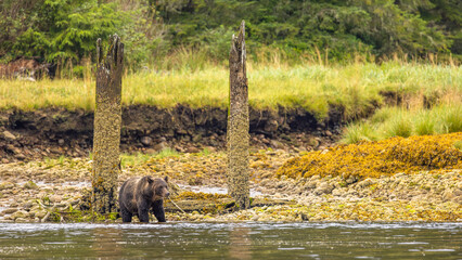 Grizzly Bear (Ursus arctos horribilis) at low tide, Knight Inlet, Vancouver Island, British Columbia, Canada.