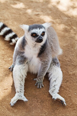 Furry ring-tailed lemur outdoors portrait