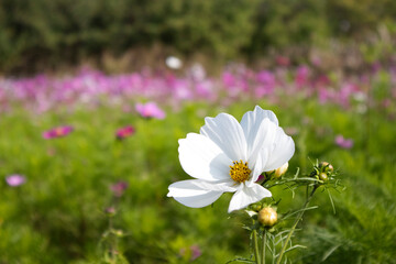 Wildflowers are in full bloom on the green meadow, and among them are cosmos.푸른 초원위...