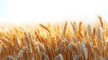 Fototapeta premium Wheat, on a white background