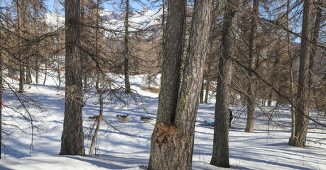 promenade hivernale en forêt