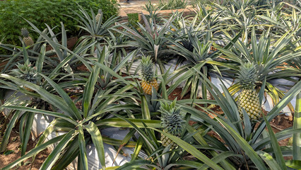 Obraz premium Pineapple Ananas comosus plants with sword like leaves and fruit growing in garden