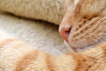 Ginger cat sleeping in cat bed. Selective focus. Happy cat relaxing at home.