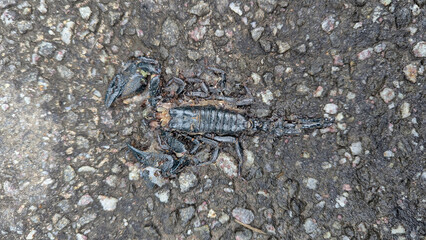 Closeup top down view of dead scorpion with large pincers swashed on road in Sri Lanka