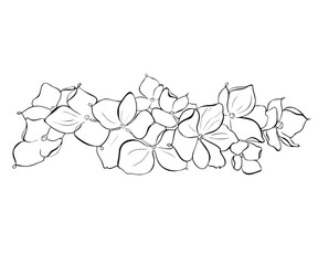 Hydrangea outlined illustration, black and white perfect for prints, coloring books, patterns