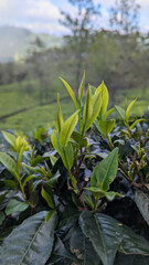 Obraz premium Scenic view of tea Camellia sinensis evergreen shrub plants at tea plantation in highlands Sri Lanka