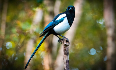 Magpie Perched on a Stick in a Forest