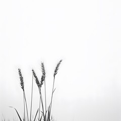 Wheat, on a white background