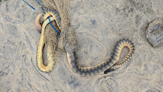 Dead venomous Common sea snake Hydrophis schistosus on beach bycatch tangled up in fishing nets in Sri Lanka 