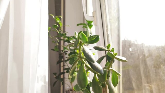 houseplant on the window on a clear sunny day