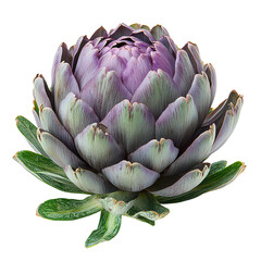 Fototapeta premium Artichoke Isolated on White Background.PNG