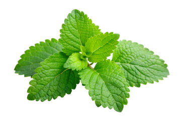 Lemon balm tea a soothing herbal remedy experience