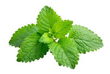 Fototapete Krankenhaus Lemon balm tea a soothing herbal remedy experience  © SonaliAkter