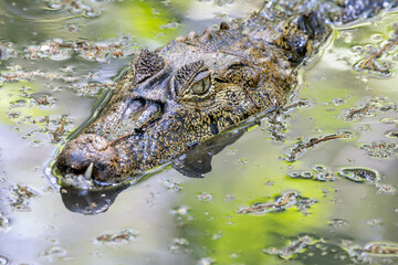 reptil, tier, wasser, wild lebende tiere, natur, dangerous, wild, gebiss, sumpf, gefahr, auge, raubtier, echte kaimane, costa rica